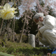 Workers inspect radiation levels in Tomioka, Fukushima in 2014. AP/Shizuo Kambayashi